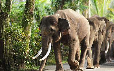 The Iman Villa - Elephant Safari Park 